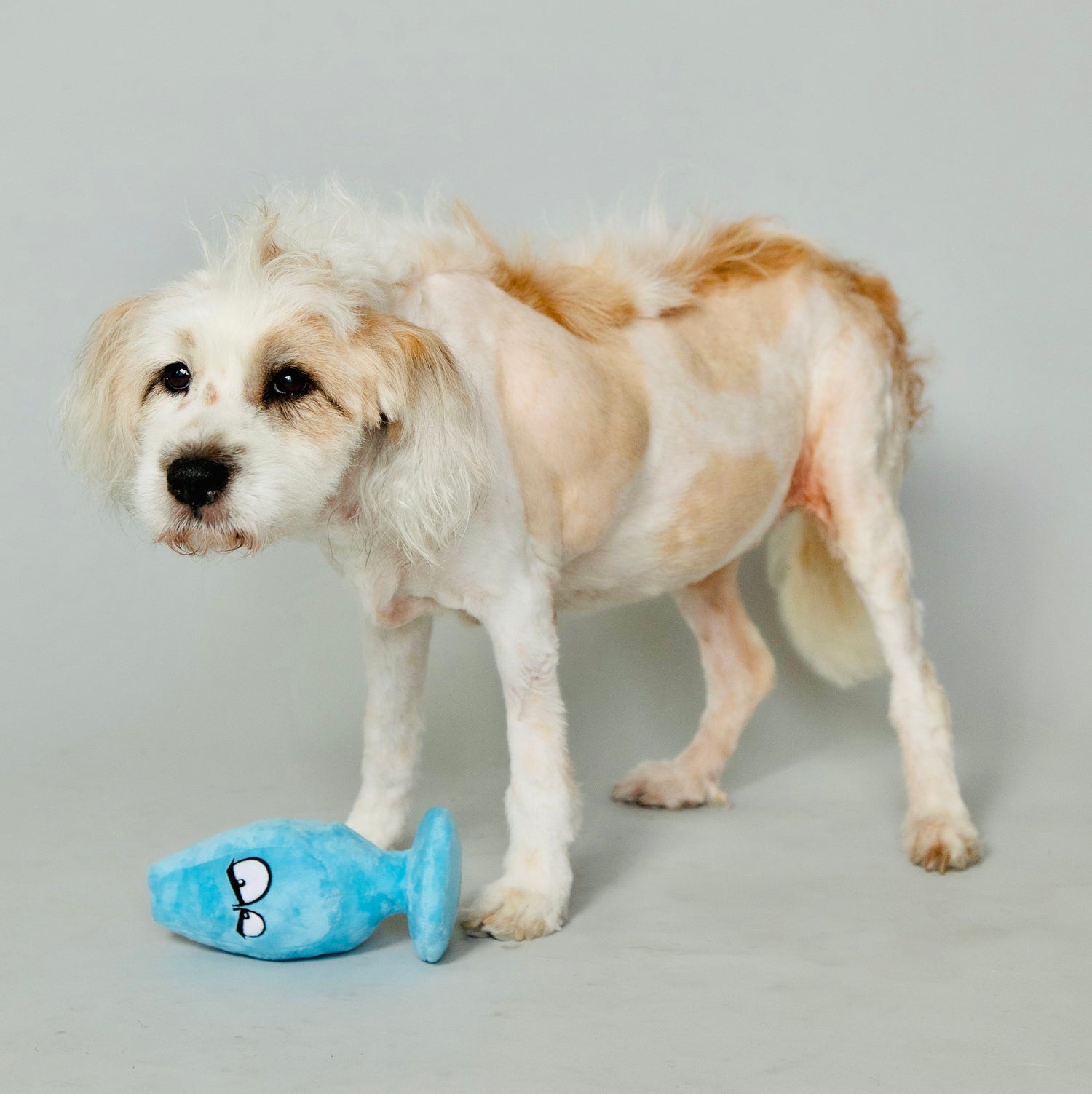Scruffy Plushie Squeaky Dog Toy in the shape of a butt plug