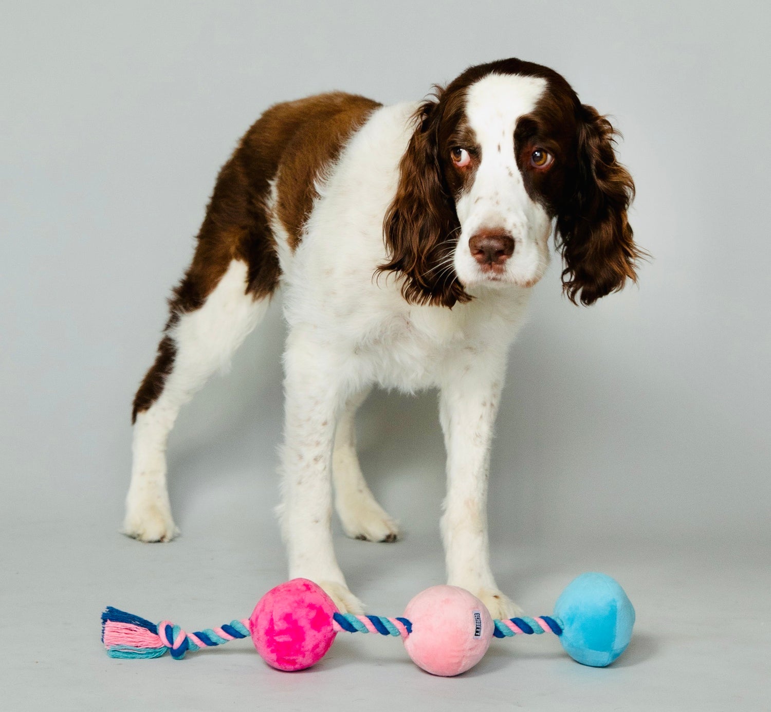 Scruffy Plushie Squeaky Dog Toy in the shape of anal beads