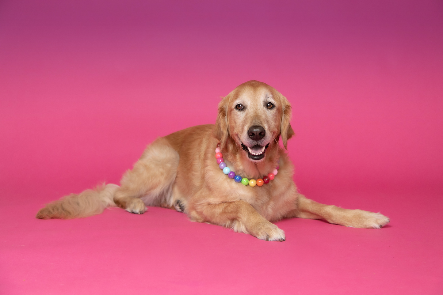 Scruffy - Rainbow Flower Band Dog Necklace